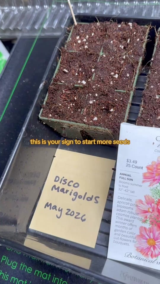 Post 3 by Gardening with Wallace | 8a on TikTok (video)