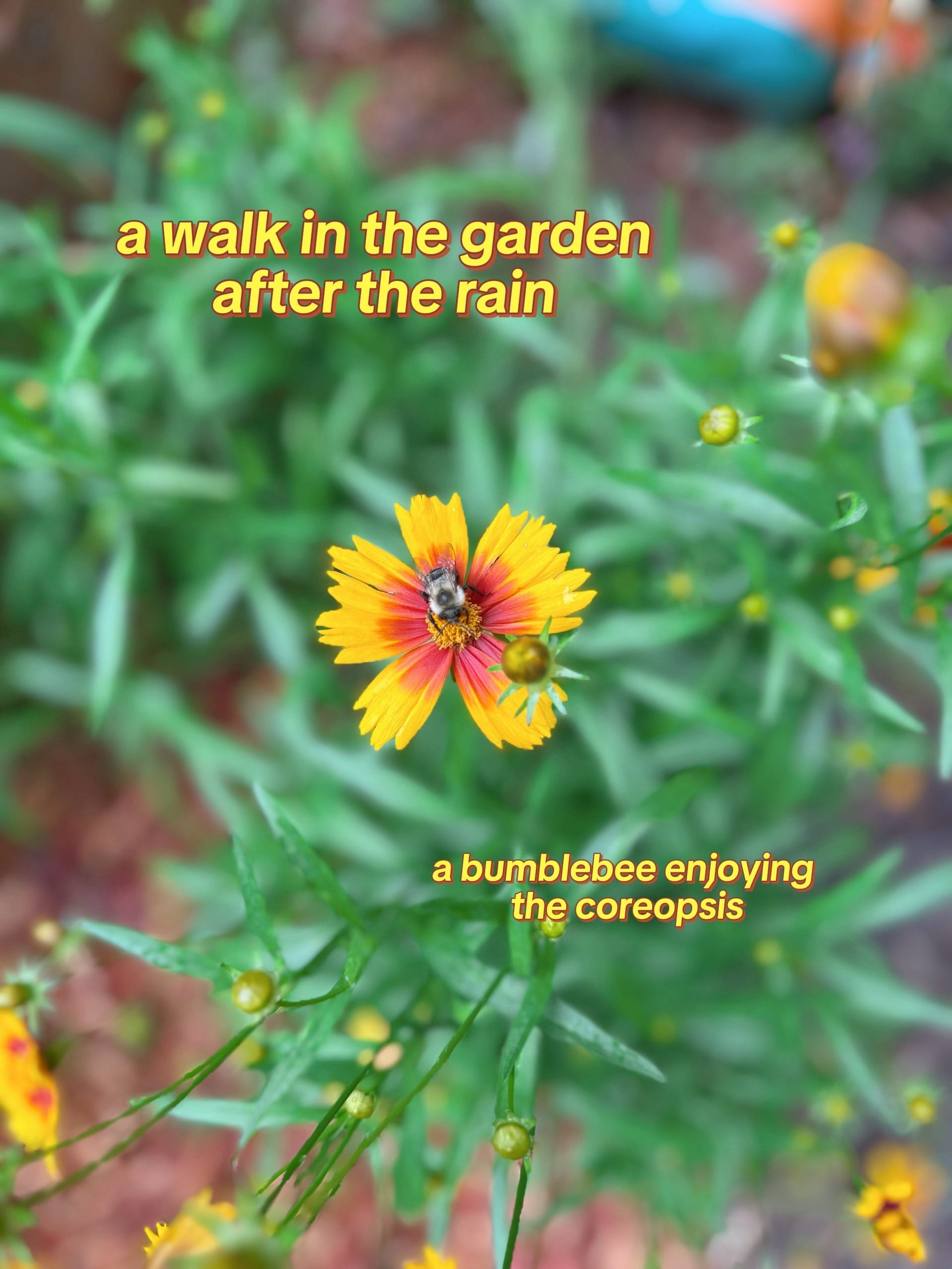 Post 5 by Gardening with Wallace | 8a on TikTok (video)