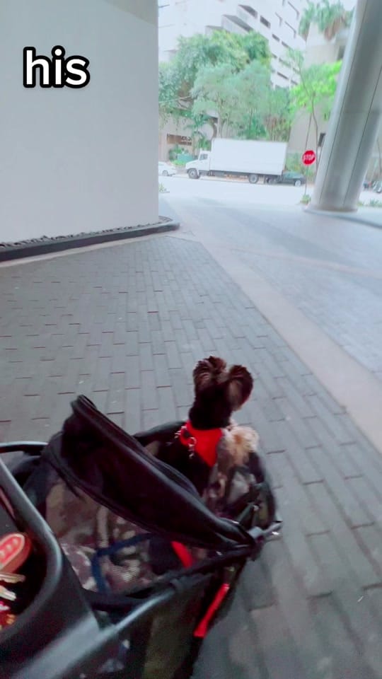 Post 1 by Archie on TikTok (video)