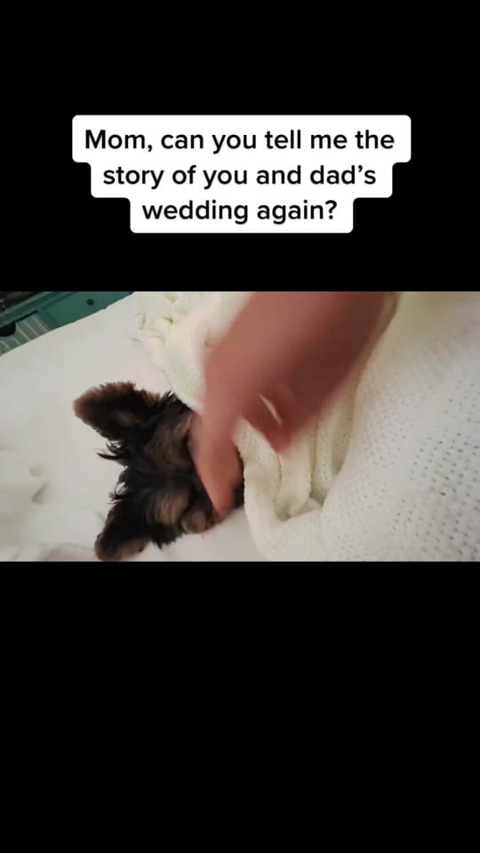Post 6 by Archie on TikTok (video)