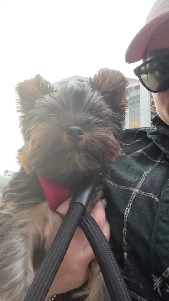 Post 7 by Archie on TikTok (video)