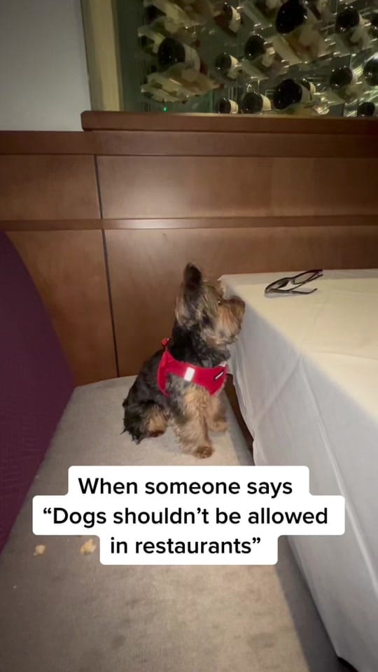 Post 2 by Archie on TikTok (video)