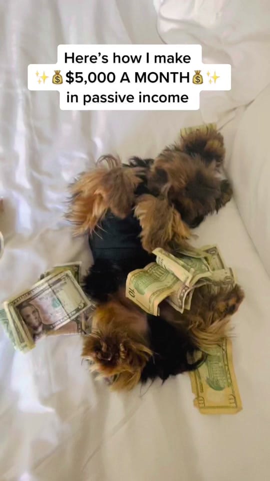 Post 8 by Archie on TikTok (video)