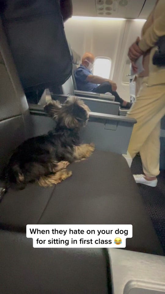 Post 4 by Archie on TikTok (video)