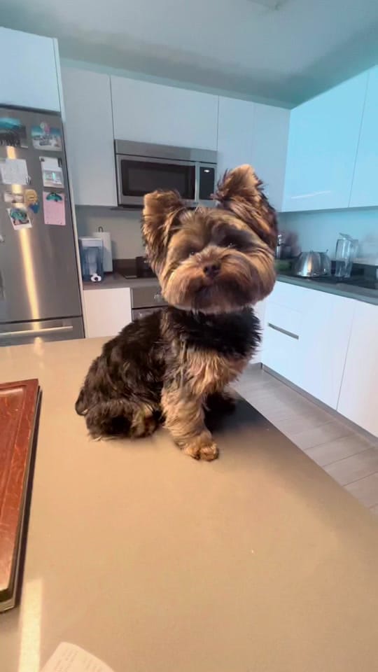Post 9 by Archie on TikTok (video)