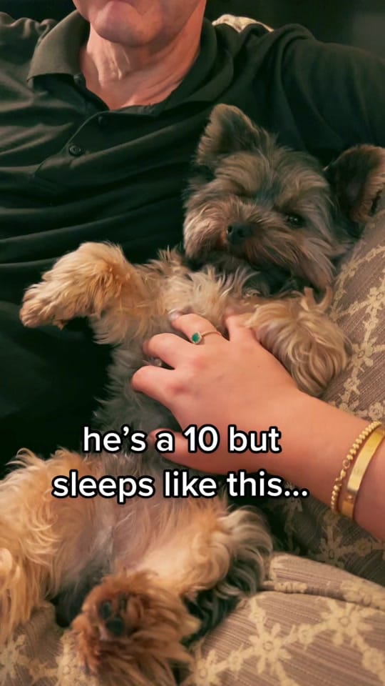 Post 5 by Archie on TikTok (video)