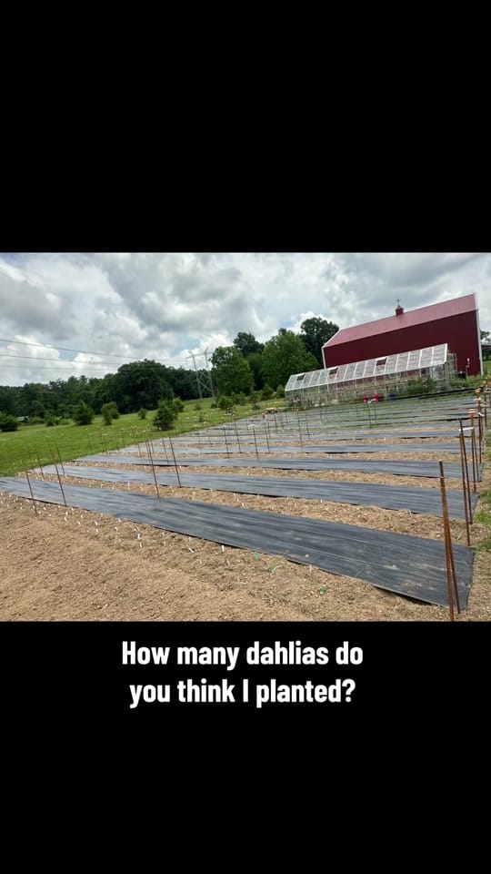 Post 3 by Ratkovich Farm on TikTok (video)