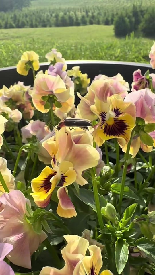 Post 2 by Ratkovich Farm on TikTok (video)