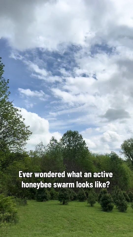 Post 4 by Ratkovich Farm on TikTok (video)