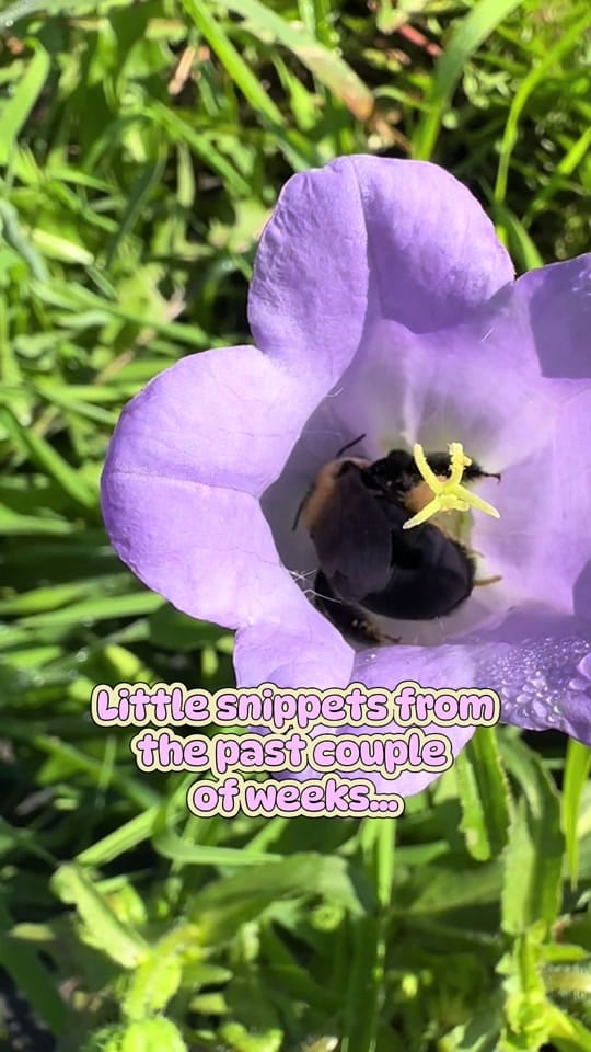 Post 5 by Ratkovich Farm on TikTok (video)
