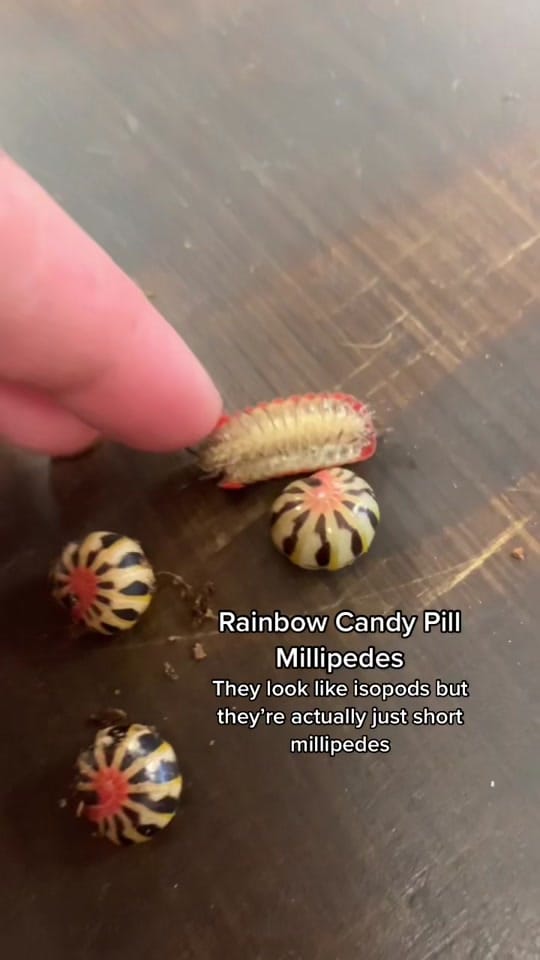 Post 8 by Agocs.Exotics on TikTok (video)