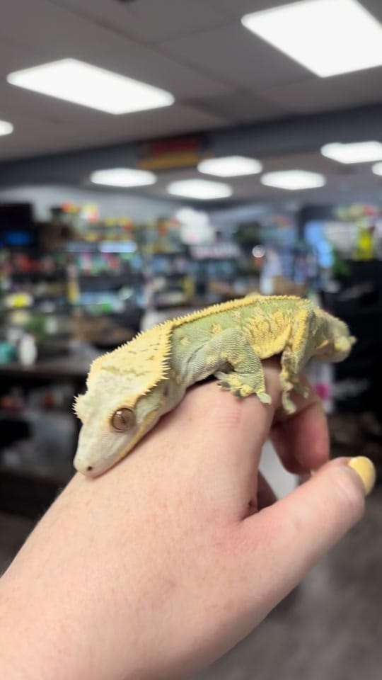 Post 2 by Agocs.Exotics on TikTok (video)