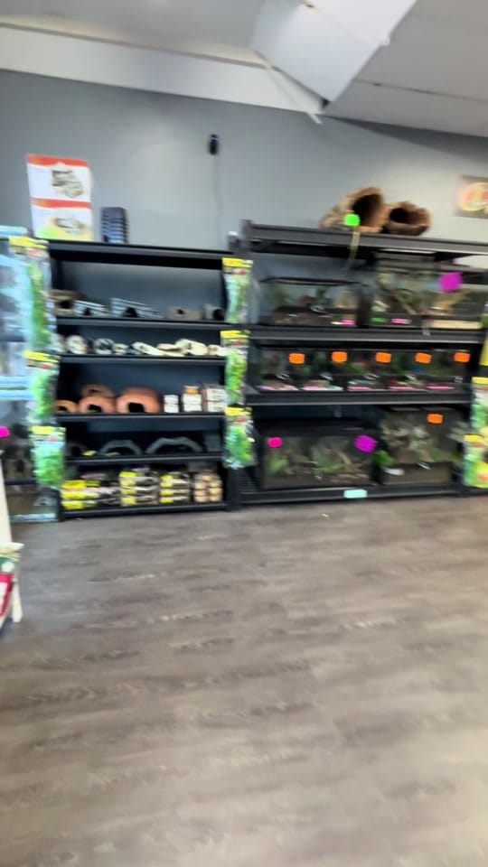 Post 1 by Agocs.Exotics on TikTok (video)