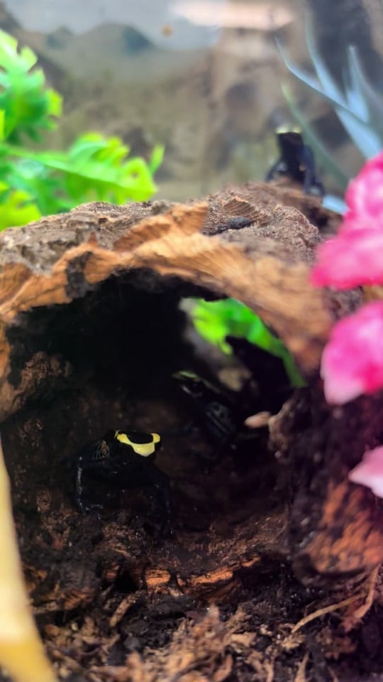 Post 5 by Agocs.Exotics on TikTok (video)
