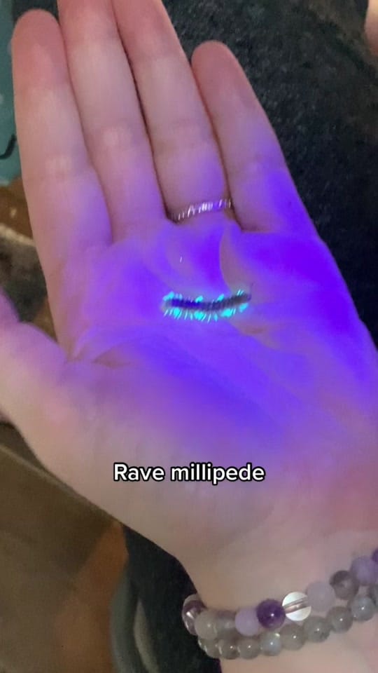 Post 9 by Agocs.Exotics on TikTok (video)