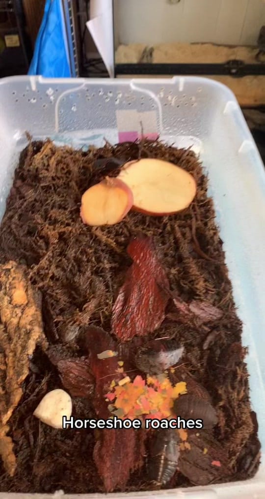 Post 10 by Agocs.Exotics on TikTok (video)