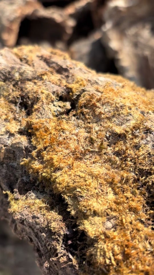 Post 7 by Agocs.Exotics on TikTok (video)