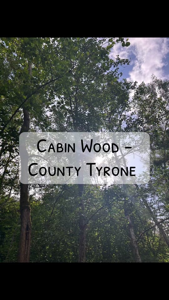 Post 8 by Wander Woods NI on TikTok (video)