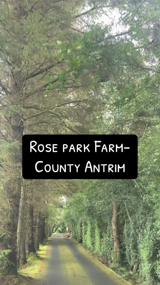 Post 7 by Wander Woods NI on TikTok (video)
