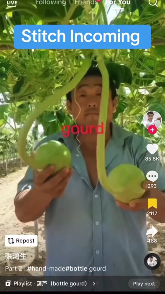 Post 8 by The Tropical Treat | Segi on TikTok (video)