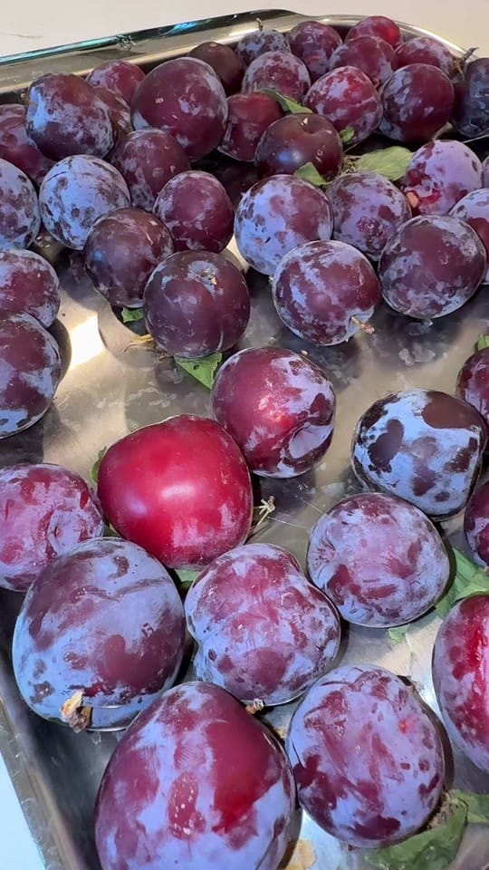 Post 4 by Gardening with Tara on TikTok (video)
