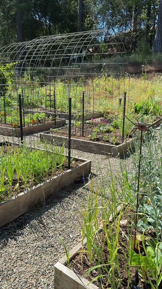 Post 1 by Gardening with Tara on TikTok (video)