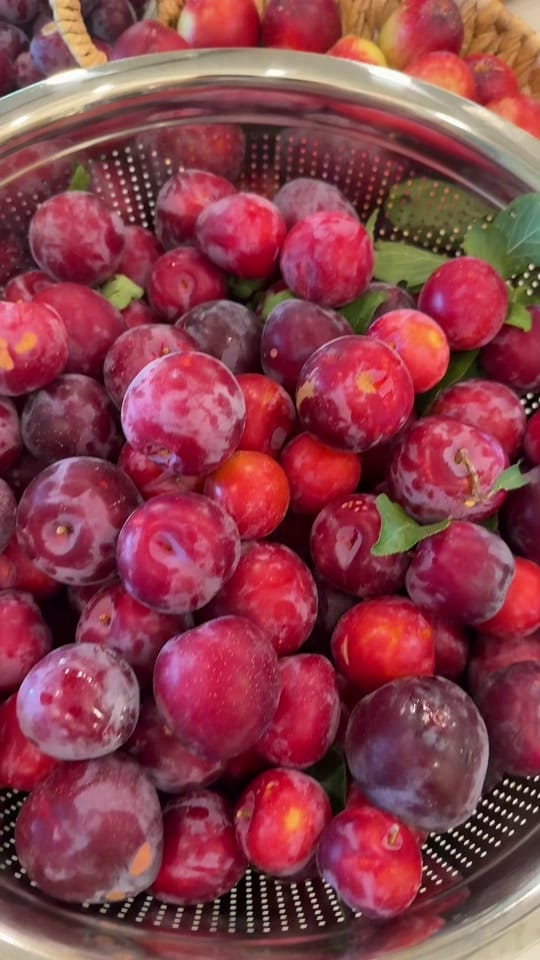 Post 5 by Gardening with Tara on TikTok (video)