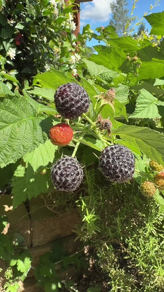 Post 6 by Gardening with Tara on TikTok (video)
