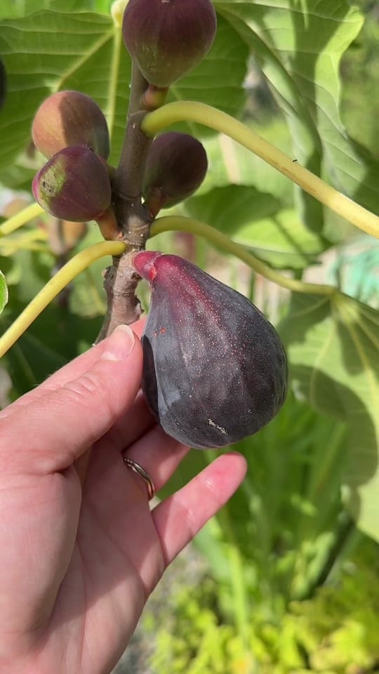 Post 7 by Gardening with Tara on TikTok (video)