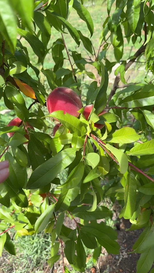 Post 8 by Gardening with Tara on TikTok (video)