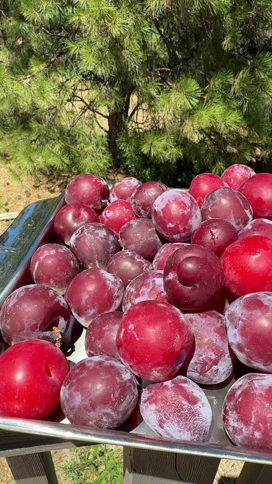 Post 2 by Gardening with Tara on TikTok (video)