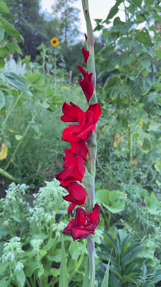 Post 3 by Gardening with Tara on TikTok (video)