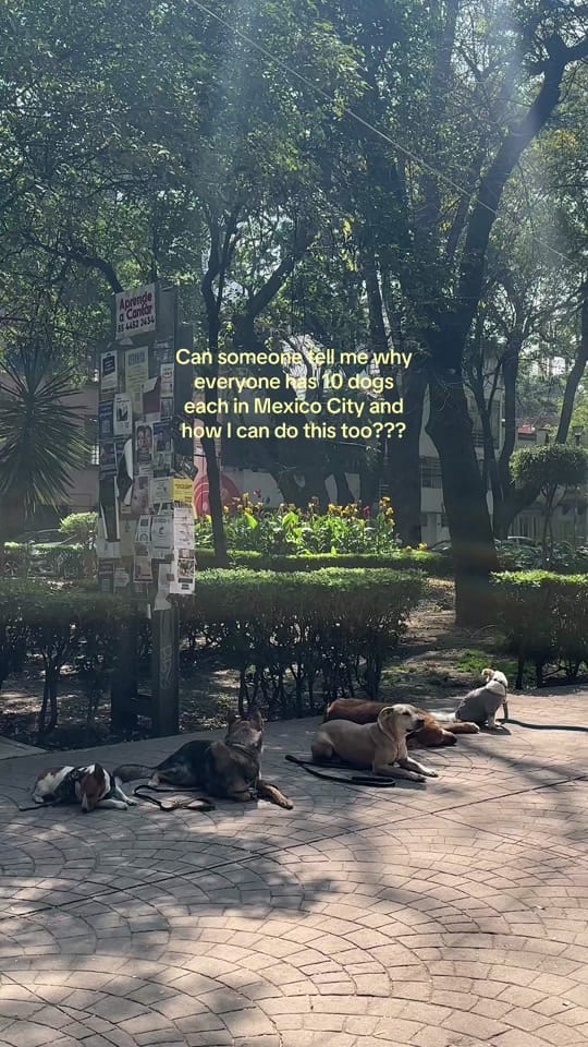 Post 6 by sunscreenmichaella on TikTok (video)