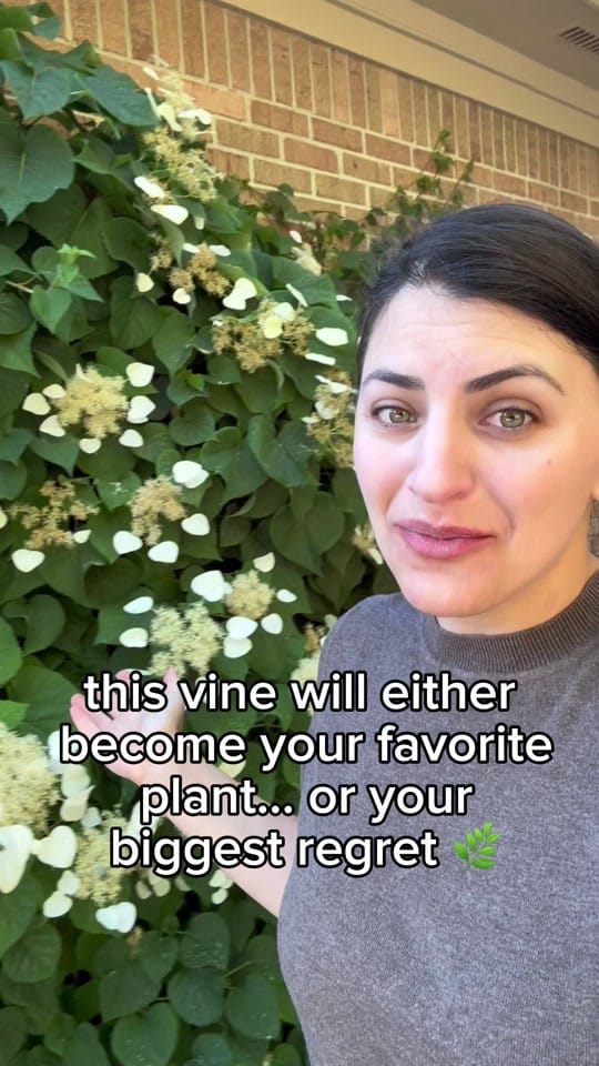 Post 2 by everydaygardeningtips on TikTok (video)