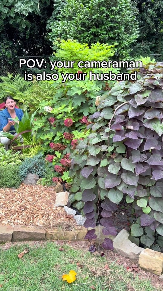 Post 10 by everydaygardeningtips on TikTok (video)