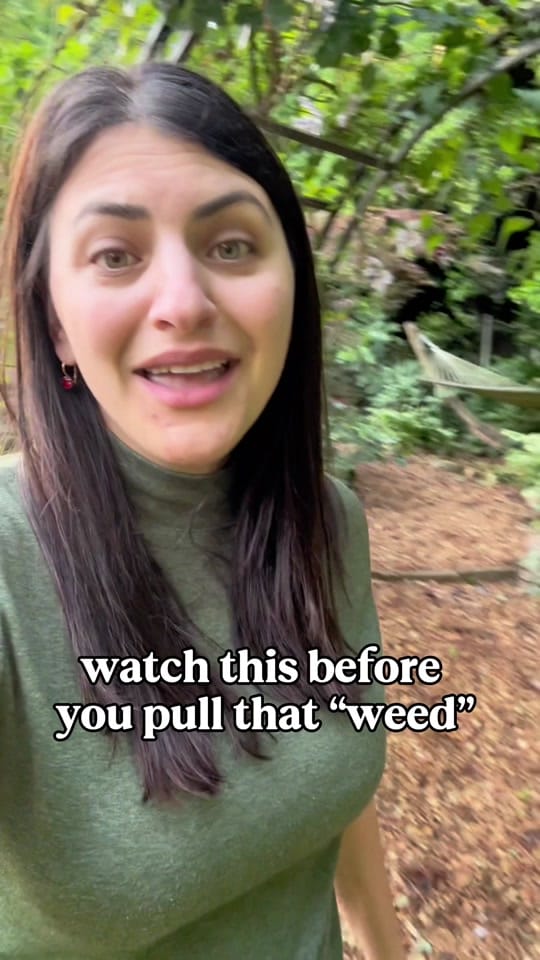 Post 9 by everydaygardeningtips on TikTok (video)