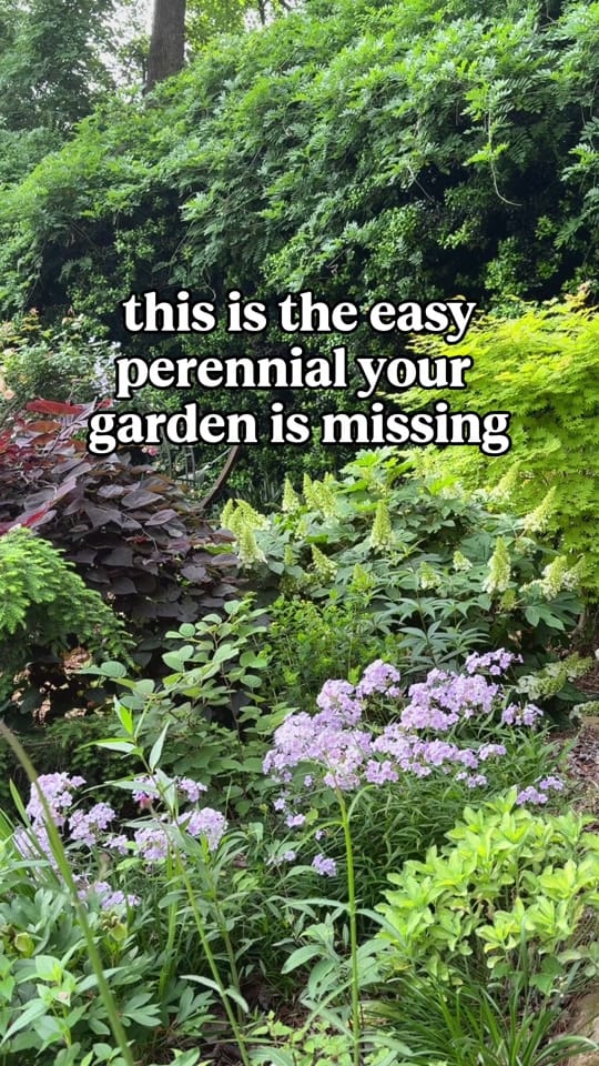 Post 5 by everydaygardeningtips on TikTok (video)