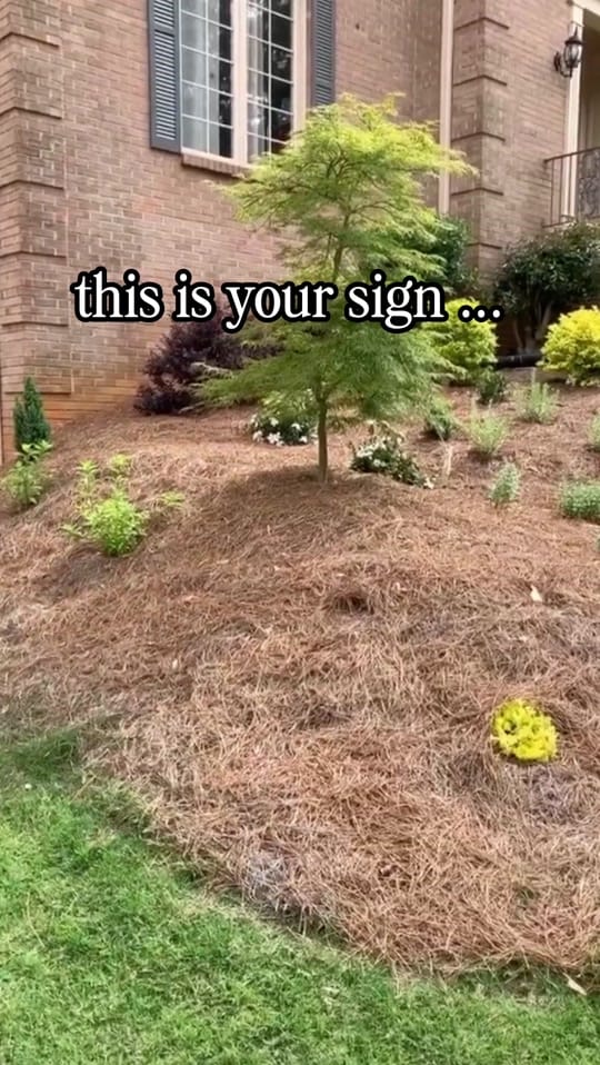 Post 6 by everydaygardeningtips on TikTok (video)