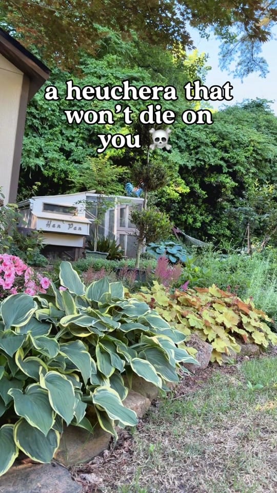 Post 3 by everydaygardeningtips on TikTok (video)