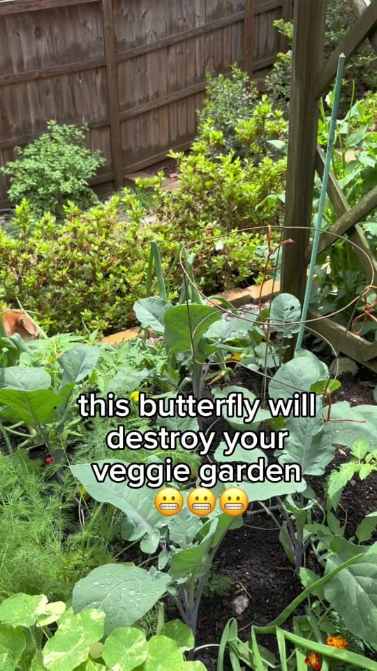 Post 8 by everydaygardeningtips on TikTok (video)