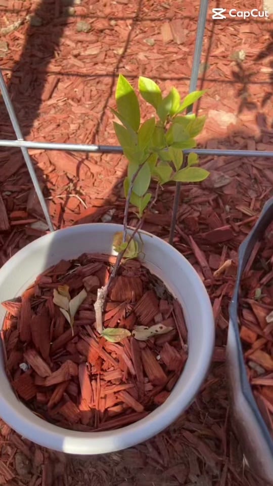 Post 4 by Serena Henson on TikTok (video)
