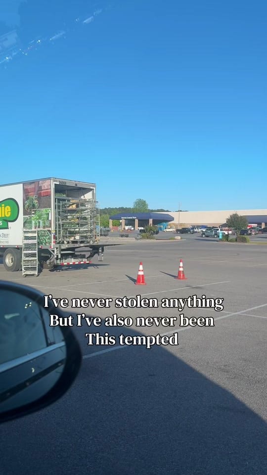 Post 8 by cadyhomegarden on TikTok (video)