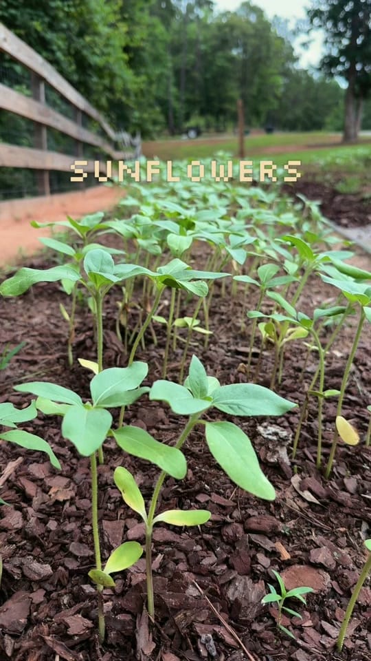 Post 5 by cadyhomegarden on TikTok (video)