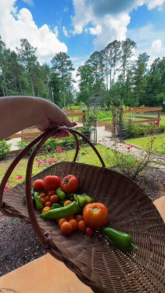 Post 1 by cadyhomegarden on TikTok (video)