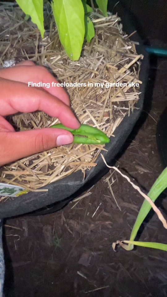 Post 1 by Jess Bennett on TikTok (video)