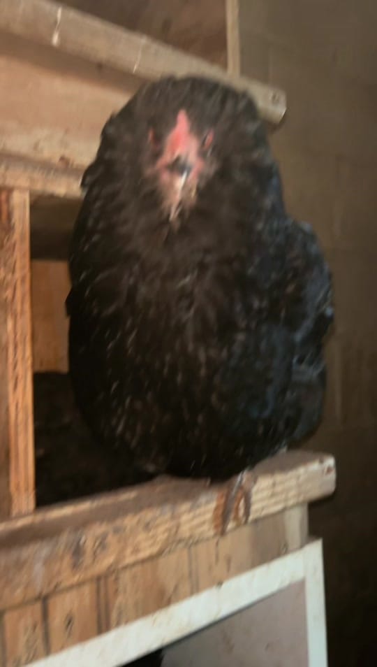 Post 3 by ɴᴏʀᴛʜ ᴅᴀᴋᴏᴛᴀ ᴄʜɪᴄᴋᴇɴ 10-ᴅᴇʀ on TikTok (video)