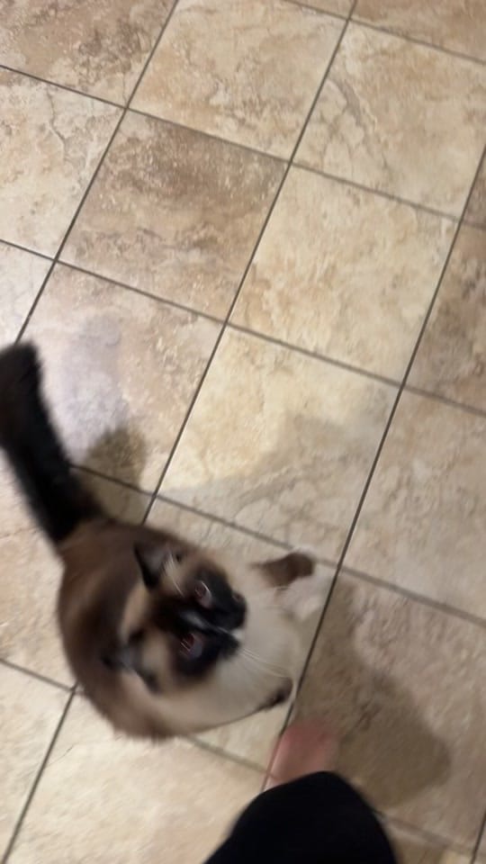 Post 6 by Diana Mosina on TikTok (video)