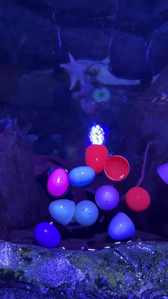 Post 6 by Adventure Aquarium on TikTok (video)