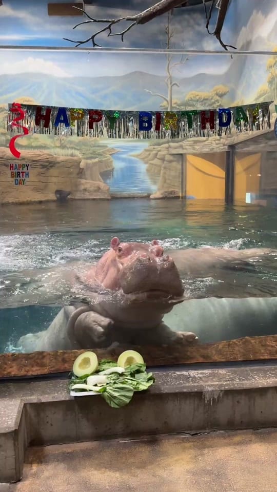 Post 9 by Adventure Aquarium on TikTok (video)