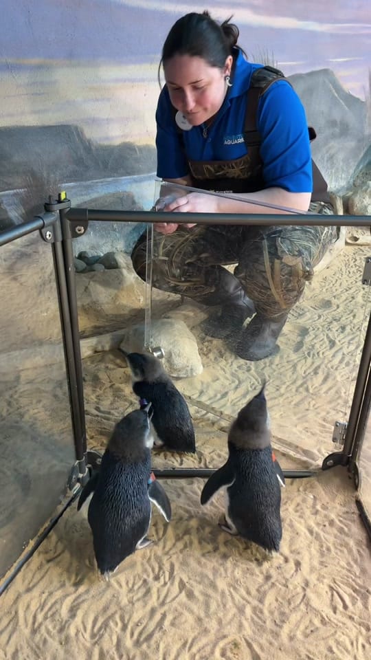Post 5 by Adventure Aquarium on TikTok (video)